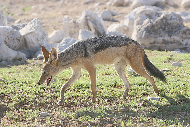 Jackal by Mick Dryden