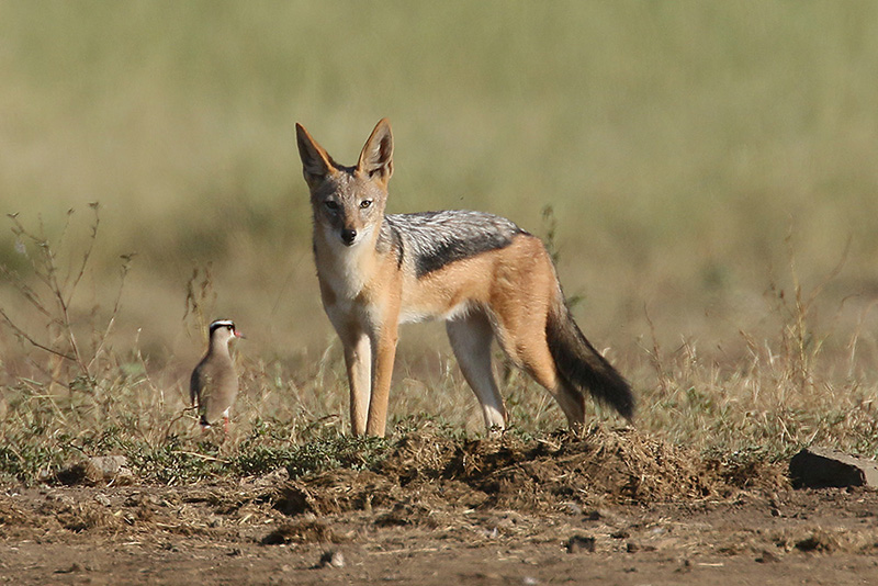 Black-backed Jackal by Mick Dryden