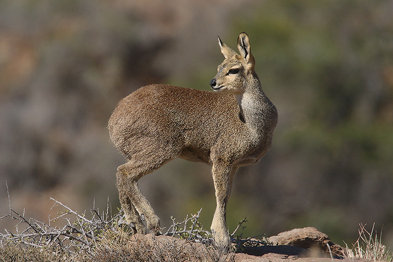 Klipspringer by Mick Dryden