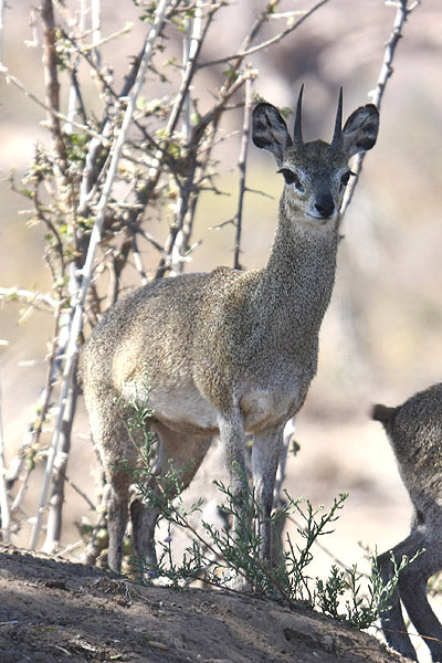 Klipspringer by Mick Dryden