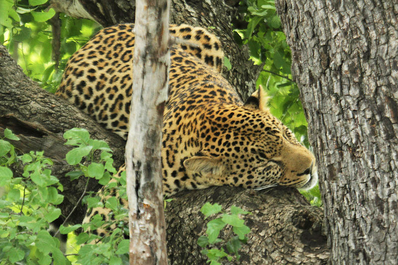 Leopard by Mick Dryden