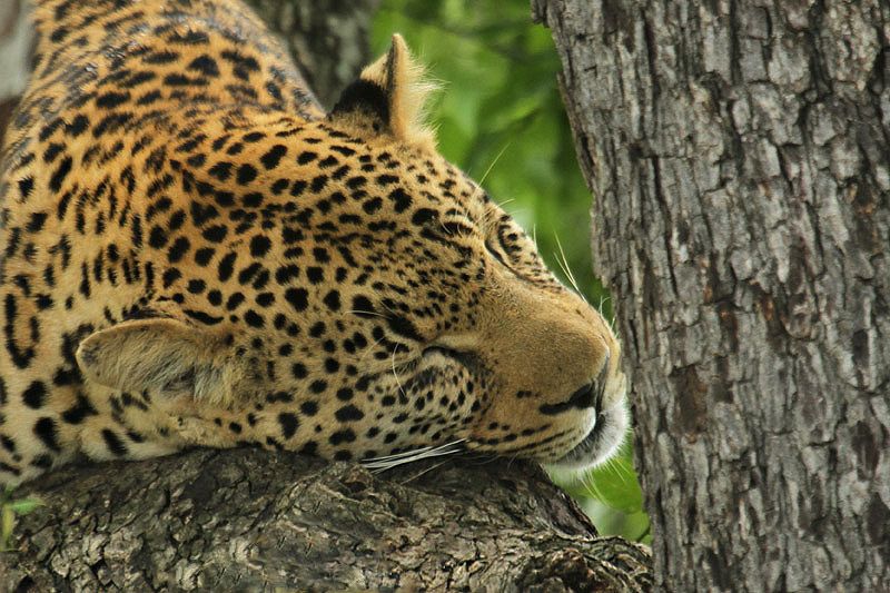 Leopard by Mick Dryden