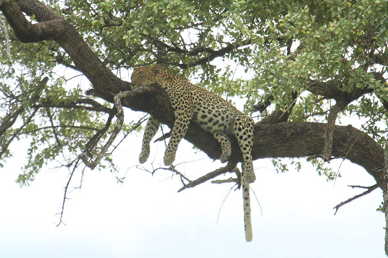 Leopard by Mick Dryden