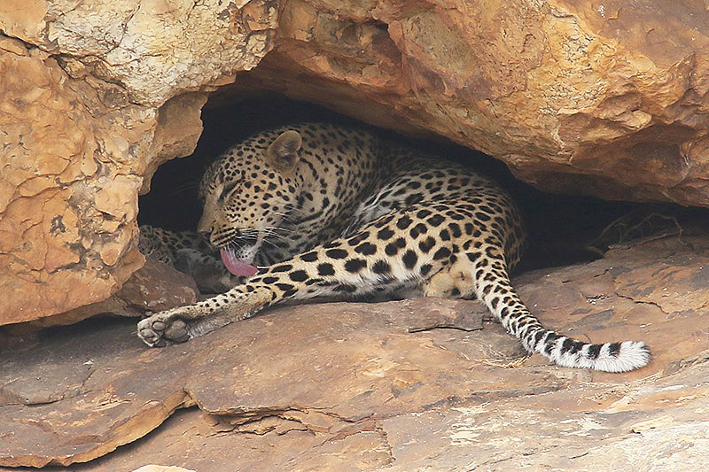 Leopard by Mick Dryden