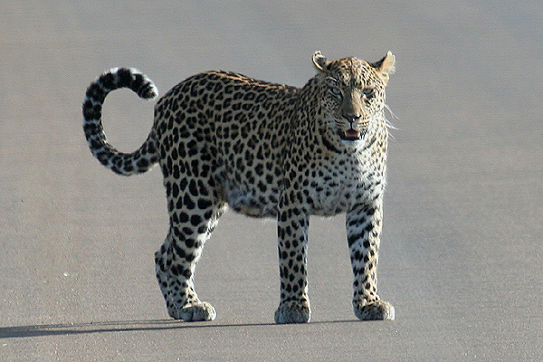 Leopard by Mick Dryden