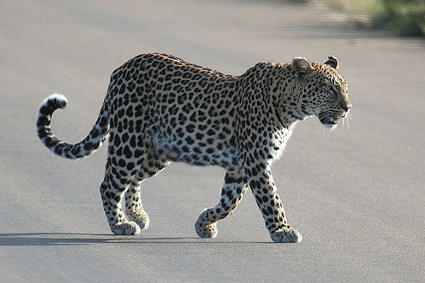 Leopard by Mick Dryden