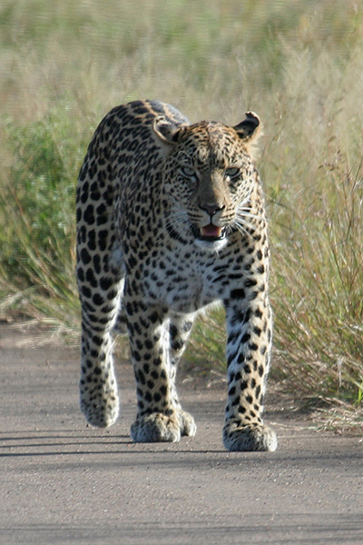 Leopard by Mick Dryden