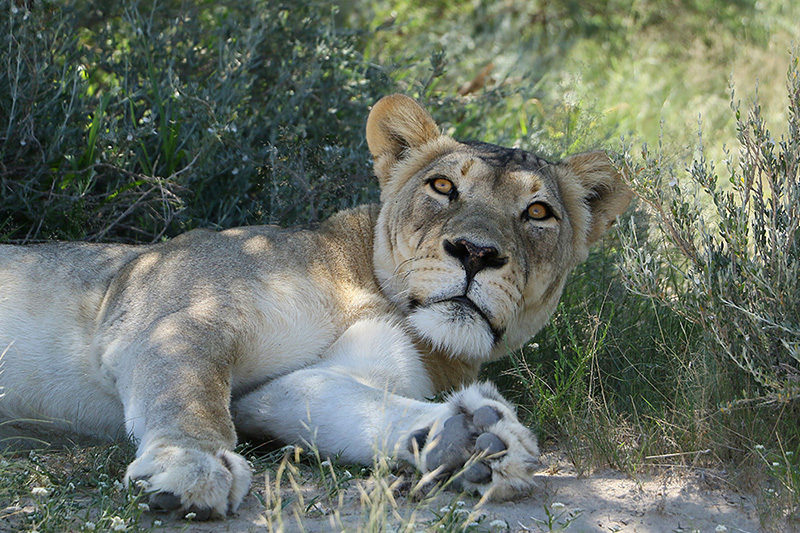 Lion by Mick Dryden