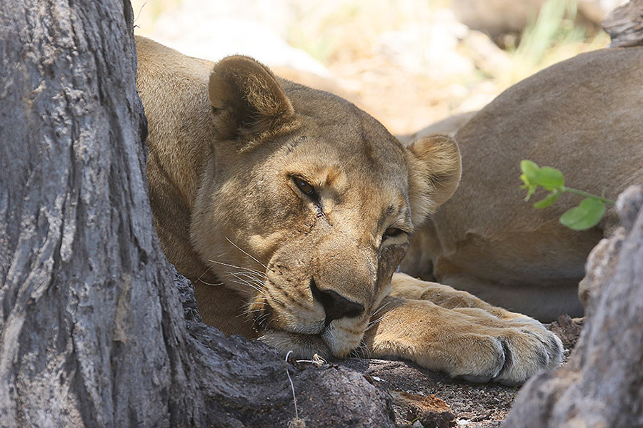 Lion by Mick Dryden