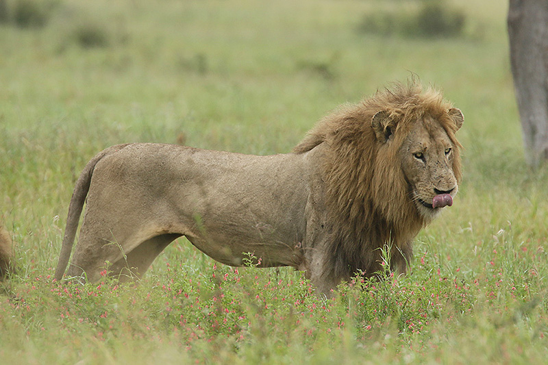 Lion by Mick Dryden