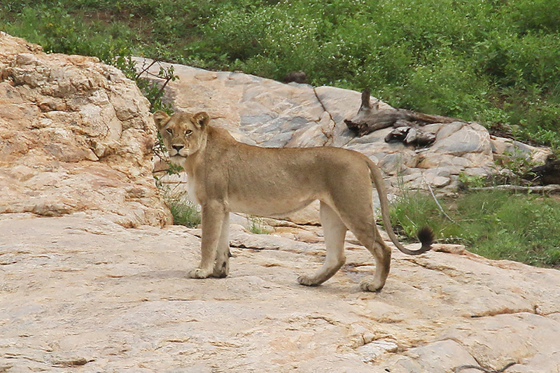 Lion by Mick Dryden