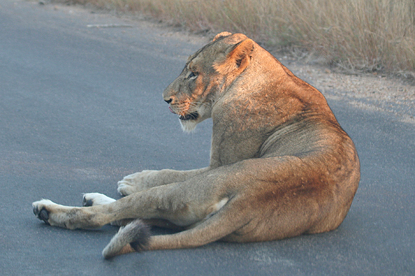 Lion by Mick Dryden