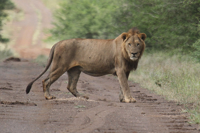 Lion by Mick Dryden