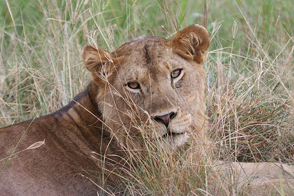 Lion by Mick Dryden