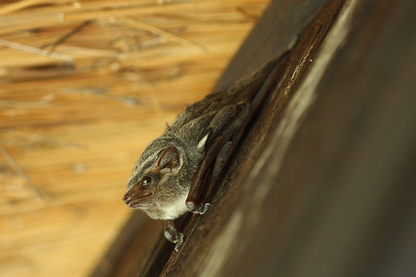 Mauritian Tomb Bat by Mick Dryden