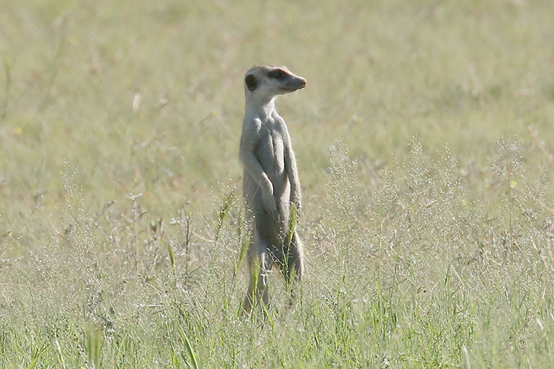 Meerkat by Mick Dryden