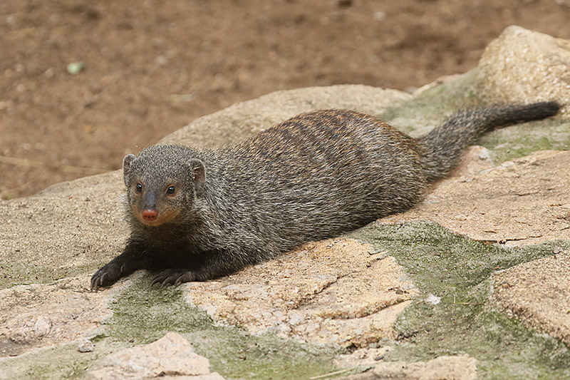 Banded Mongoose by Mick Dryden