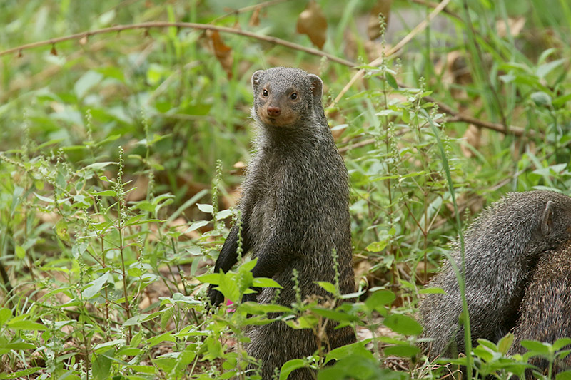 Banded Mongoose by Mick Dryden