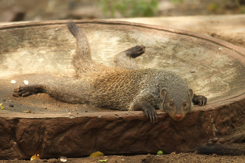 Banded Mongoose by Mick Dryden