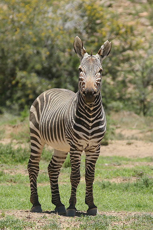 Mountain Zebra by Mick Dryden