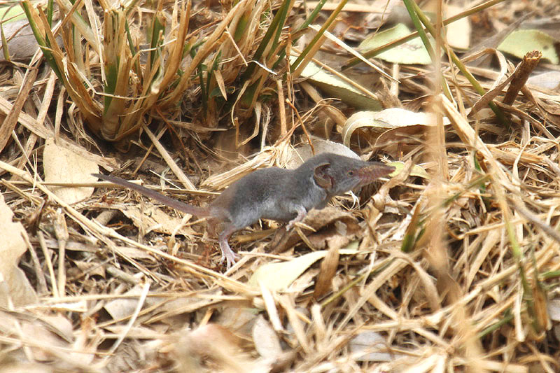 Musk Shrew by Mick Dryden