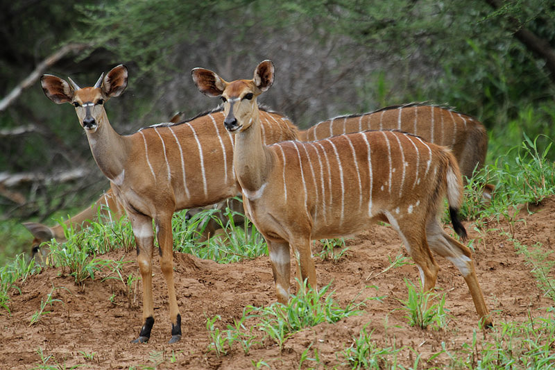 Nyala by Mick Dryden