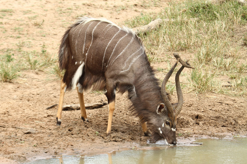 Nyala by Mick Dryden