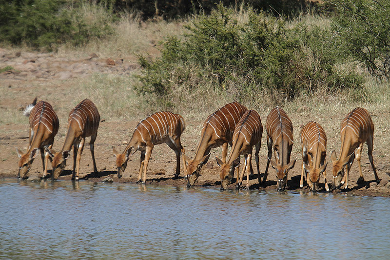 Nyala by Mick Dryden