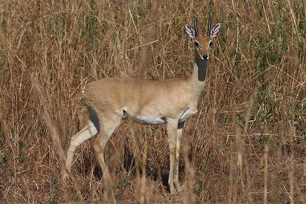 Oribi by Mick Dryden