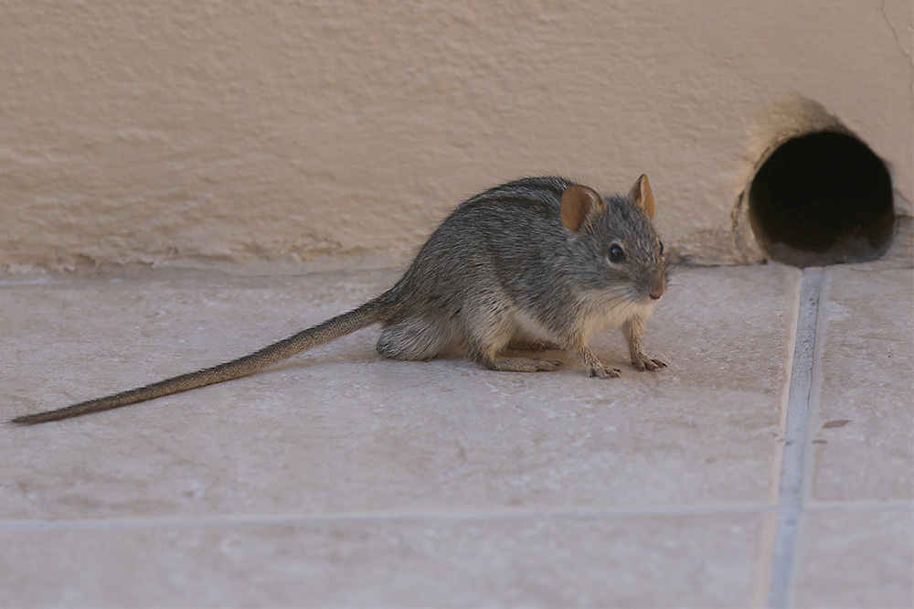 Striped Rat by Mick Dryden