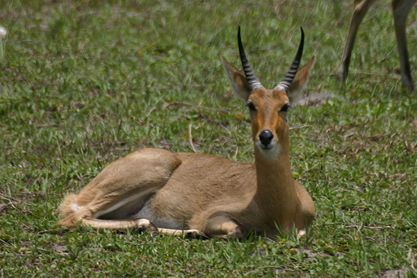 Reedbuck by Mick Dryden