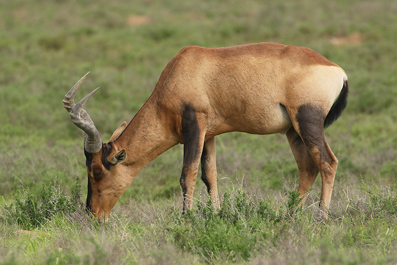 Red Hartebeest by Mick Dryden