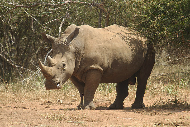 White Rhino by Mick Dryden