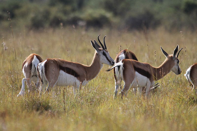 Springbok by Mick Dryden