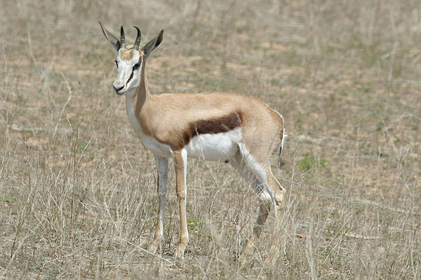 Springbok by Mick Dryden