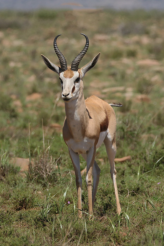 Springbok by Mick Dryden