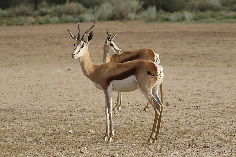 Springbok by Mick Dryden