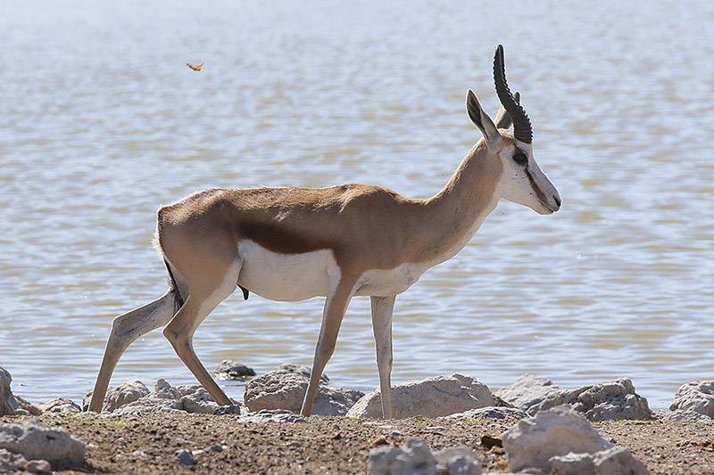 Springbok by Mick Dryden