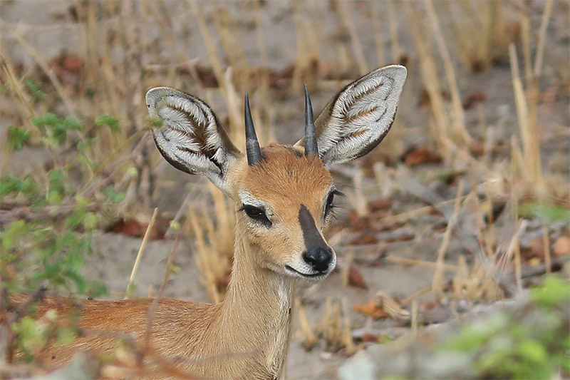 Steenbok by Mick Dryden