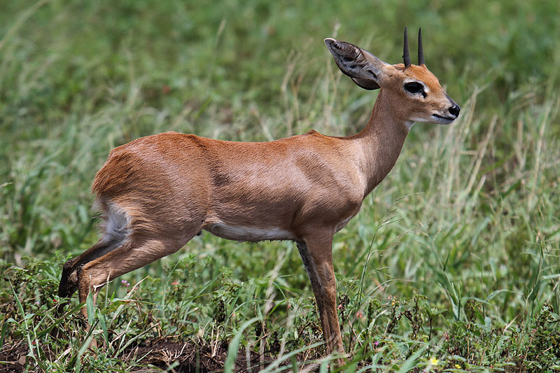 Steenbok by Mick Dryden