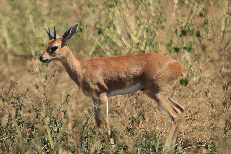 Steenbok by Mick Dryden
