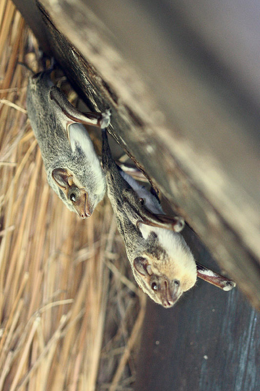 Mauritian Tomb Bats by Mick Dryden