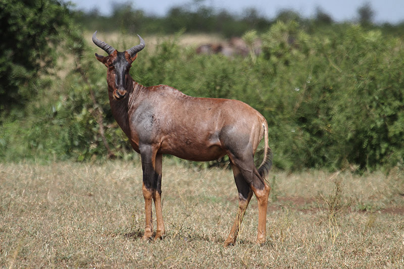 Tsessebe by Mick Dryden