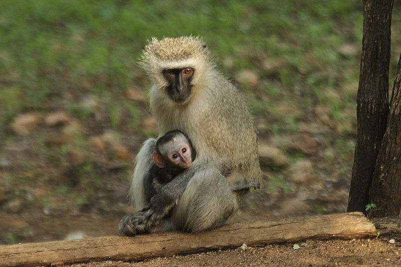 Vervet Monkey by Mick Dryden