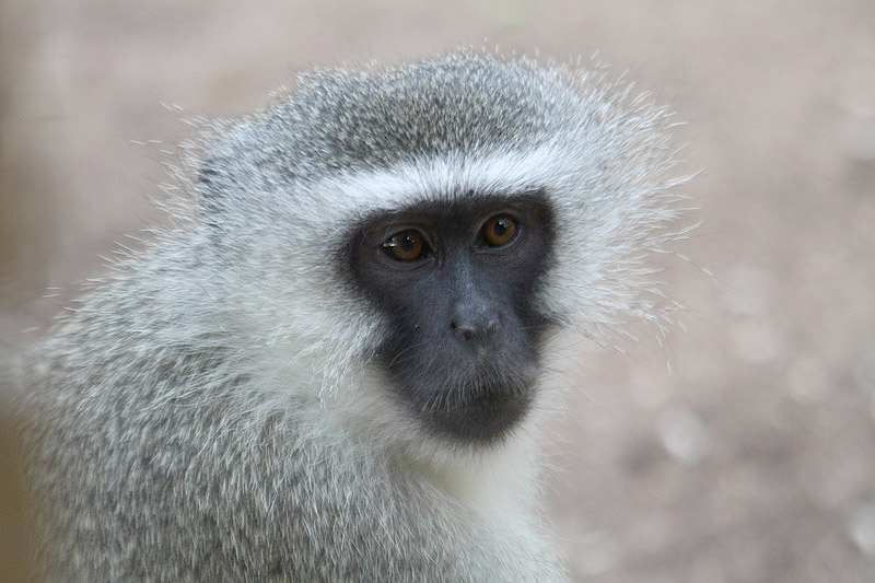 Vervet Monkey by Mick Dryden