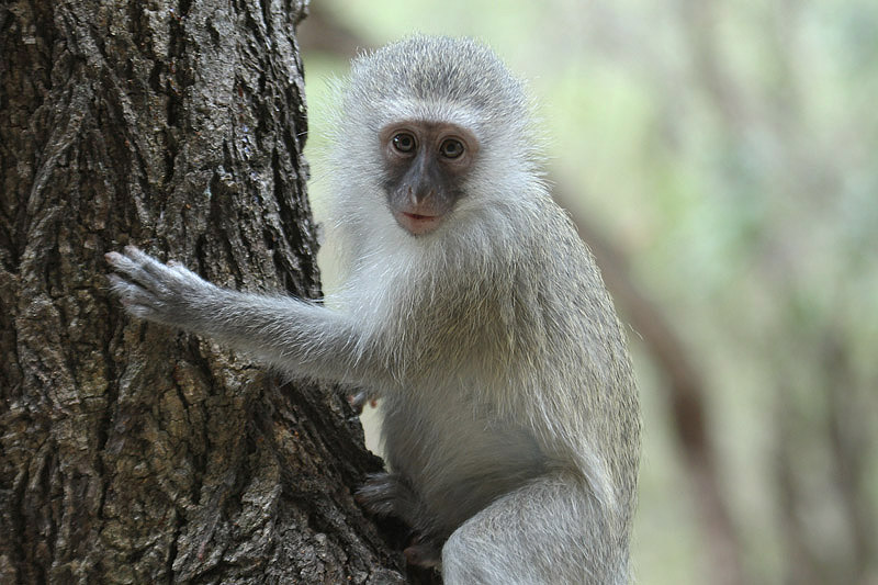 Vervet Monkey by Mick Dryden