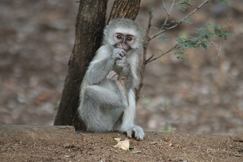 Vervet Monkey by Mick Dryden