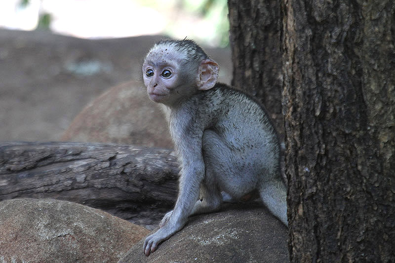 Vervet Monkey by Mick Dryden