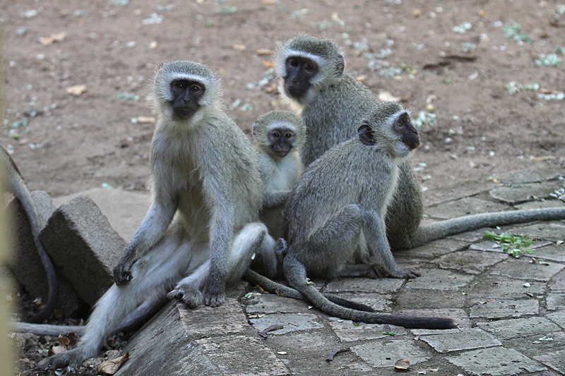 Vervet Monkey by Mick Dryden