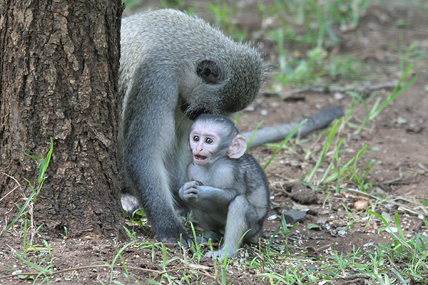 Vervet Monkey by Mick Dryden